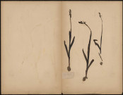Ophrys Myodes, plante prélevée à [Lieu inconnu], n.c., [1888-1889]