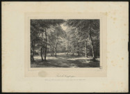Forêt de Compiègne