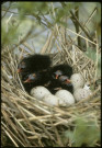 Poules d'eau au nid