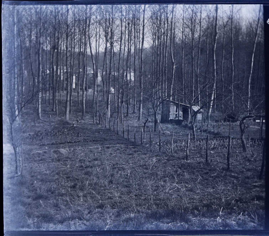 Environs du Crotoy (Somme). Un bois