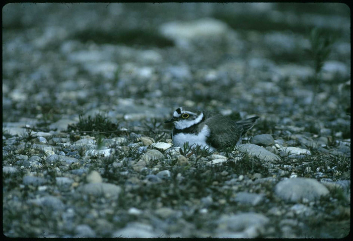 Petit gravelot couvant