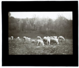 Moutons à Cottenchy - mai 1911