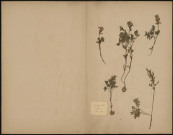 Corydalis Solida, plante prélevée à Guise (Aisne, France), n.c., 1er mai 1889