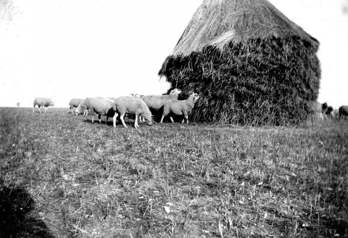 Scène rurale. Un troupeau de moutons