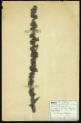 Echium vulgare (Viperine vulgaire), famille des Borraginacées, plante prélevée à Dromesnil,