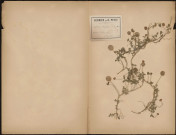 Trifolium Fragiferum (L.Sp.), prélevée à Saint-Valery-sur-Somme (Somme, France), n.c., 16 juillet 1889