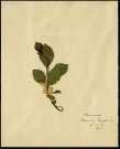 Rhamnus Frangula, famille des Rhamnacées, plante prélevée à Boves (Somme, France), à l'étang Saint-Ladre, en mai 1969