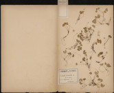 Oxalis Acétosella (L. Sp.), Pain de coucou, plante prélevée à Vignacourt (Somme, France), dans le bois, 18 septembre 1888
