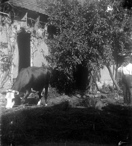 Une vache broutant près d'une étable sous le regard du paysan
