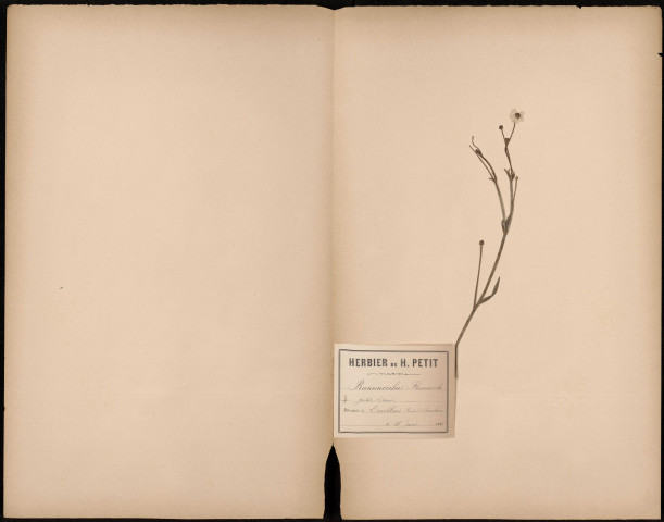 Ranunculus Flammula, petite louve, plante prélevée à Doullens (Somme, France), sur les bords de l'Authie, 18 juin 1888