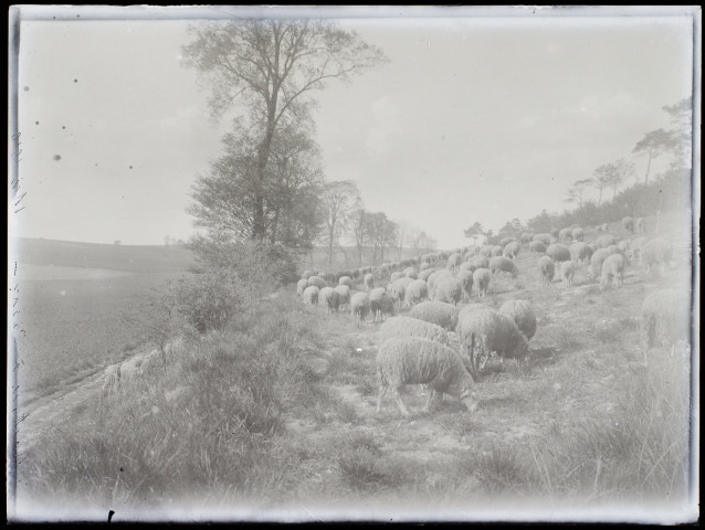 Moutons à Cagny - mai 1910