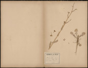 Brassica Oleïfera (Napus), Brassica campestris L. (Colza), plante prélevée à Athies (Somme, France), dans les champs, 8 juin 1888