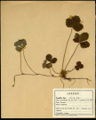 Potentilla Fragariastrum Ehrh, famille des Rosacée, plante prélevée à Sorrus (Pas-de-Calais), zone de récolte non précisée, en juin 1969