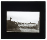 Troupeau de moutons à Daours - 1909