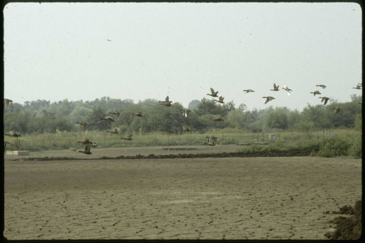 [Sécheresse 1989 : le marais privé d'eau]