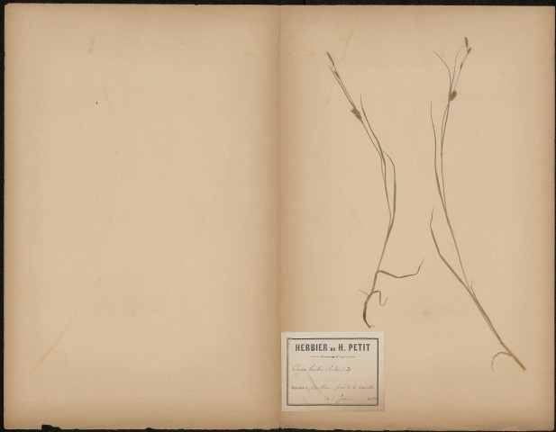 Carex Hirta, plante prélevée à Doullens (Somme, France), dans les fossés de la Citadelle, 4 juin 1889