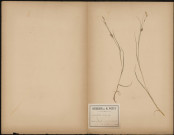 Carex Hirta, plante prélevée à Doullens (Somme, France), dans les fossés de la Citadelle, 4 juin 1889