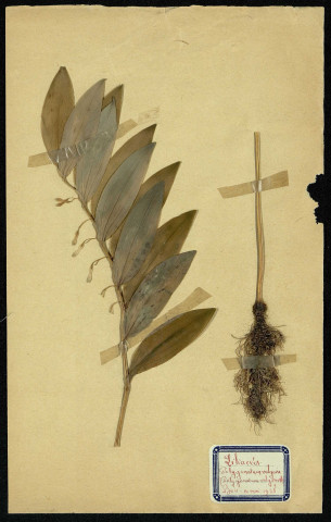 Polygomatum vulgare (Polygonatum vulgaire), famille des Liliacées, plante prélevée à Dromesnil (Bois),