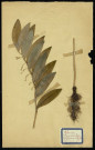 Polygomatum vulgare (Polygonatum vulgaire), famille des Liliacées, plante prélevée à Dromesnil (Bois),