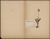 Orchis Morio, plante prélevée à Dury (Somme, France), en lisière du bois de sapin, 26 mai 1889