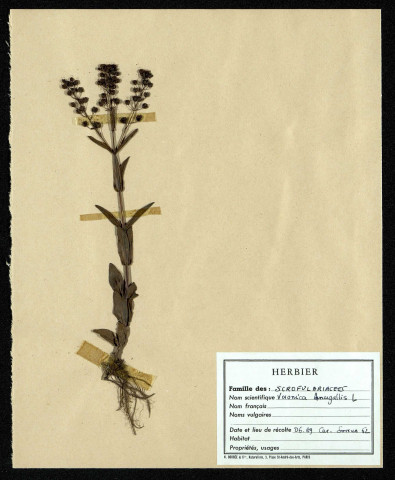 Veronica Anagallis, famille des Scrofulariacées, plante prélevée à Sorrus (Pas-de-Calais), zone de récolte non précisée, en juin 1969