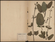Scrofularia Aquarica - Betoine d'eau, plante prélevée à Dreuil (Somme, France), dans les marais, 20 juin 1888