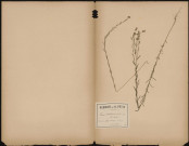 Linum Usitatissimum (L. Sp.), Lin cultivé, plante prélevée à Glisy (Somme, France), dans les champs , 20 juillet 1888