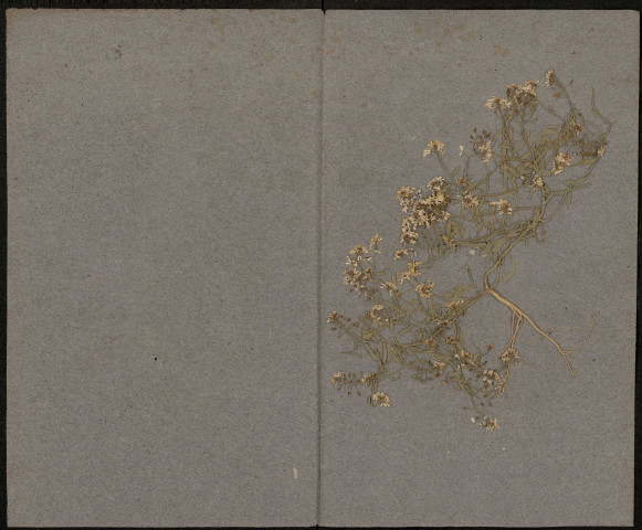 Anémone Ranunculoides, Anémone fausse renoncule ou Sylvie jaune, plante prélevée à Abbeville (Somme, France), dans les marais Saint-Gilles, avril 1886