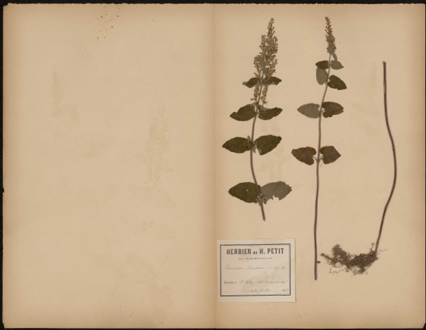 Teucrium Scorodonia, plante prélevée à Saint-Valery-sur-Somme (Somme, France), dans le bois du Cap-Hornu , 16 juillet 1889