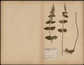 Teucrium Scorodonia, plante prélevée à Saint-Valery-sur-Somme (Somme, France), dans le bois du Cap-Hornu , 16 juillet 1889