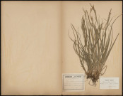 Carex Sylvatica, plante prélevée à Hem-Hardinval (Somme, France), à Hem près de Doullens dans un marais, Herbiers P. Guérin et H. Petit, 12 mai 1889