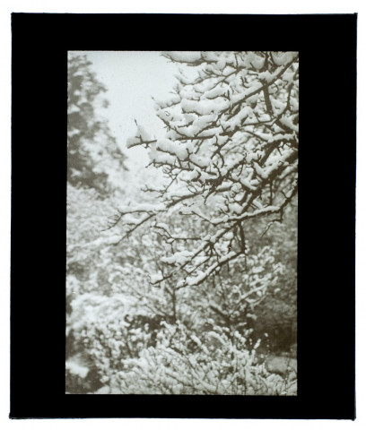 Effet de neige - Jardin 89 - février - 1934