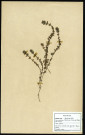 Galium Cruciata Scop, famille des Rubiacées, plante prélevée à Cherré (Sarthe, France), zone de récolte non précisée, en avril 1969
