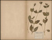 Melandrium Silvestre (Bochl Deutsh Fl Coss et Gerin Fl.) Lychnis sylvestris (Engl. Bot.) , plante prélevée à Hermes (Oise, France), dans un bois humide, 25 mai 1889