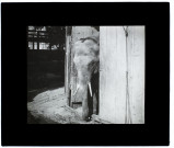 Un éléphant (foire d'Amiens) - juillet 1910
