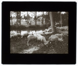 Moutons à Plachy (Somme) - août 1909