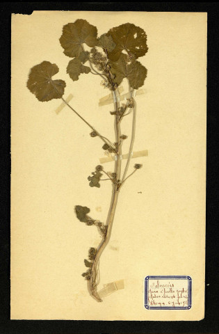 Malva rotundifolia L (Mauve à feuilles rondes), famille des Malvacées, plante prélevée à Dromesnil (Chemin), 4 juin 1938