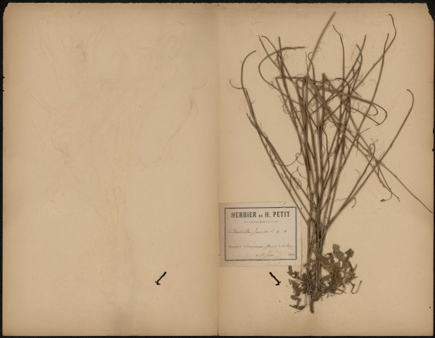 Chondrilla juncea, plante prélevée à Dannemois (Essonne, France), sur le Chemin de la Vanne, 18 juin 1891