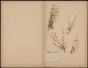 Moehringia Trinervia, plante prélevée à Lucheux (Somme, France), dans les bois, 6 juin 1889