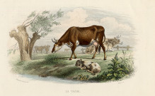La vache. Le lapin. Gravures animalières extraites des "Oeuvres Complètes de Buffon", Tome 3, "Mamifères"