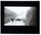 Moutons route Bergicourt - août 1911