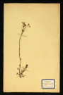 Saxifrga tridactylistes L (Saxifrage à trois doigts l.), famille des Saxifrages, plante prélevée à Dromesnil (Pré), 16 juin 1938