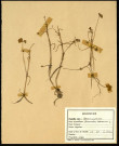Ranunculus Hederaceus, famille des Renonculacées, plante prélevée à Sorrus (Pas-de-Calais), zone de récolte non précisée, en juin 1969
