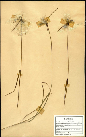 Eriophorum Angustifolium, famille des Cypéracées, plante prélevée à Grandvilliers (Oise, France), zone de récolte non précisée, en juin 1969