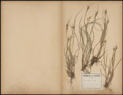 Carex Pallescens Limé (Legit Copineau), plante prélevée à Grouches-Luchuel (Somme, France), dans le bois du parc, 29 mai 1886
