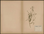 Lathyrus Palustris, plante prélevée à Rouy-le-Petit (Somme, France), dans le marais, 10 juillet 1888