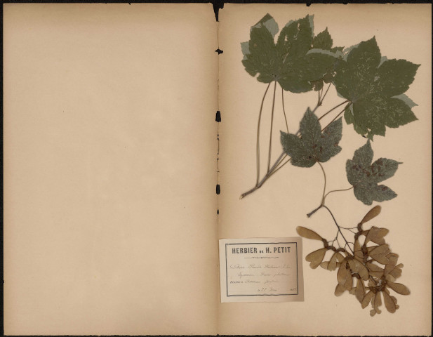 Acer Pseudo Platanus (L. Sp.), Sycomore, Faux platane, plante prélevée à Amiens (Somme, France), (en janvier), 28 mai 1888