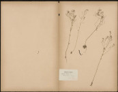 Arabis Thaliana L., plante prélevée à Frohen-le-Grand (Somme, France), n.c., 18 mai 1889