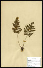Polystichum spinulosum DC, famille non identifée, plante prélevée à Boves (Somme, France), à l'étang Saint-Ladre, dans les bois, en juillet 1969