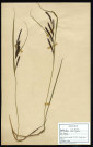 Carex Gracilis, famille des Cypéracées, plante prélevée à La Chaussée-Tirancourt (Somme, France), au Camp César, en mai 1969